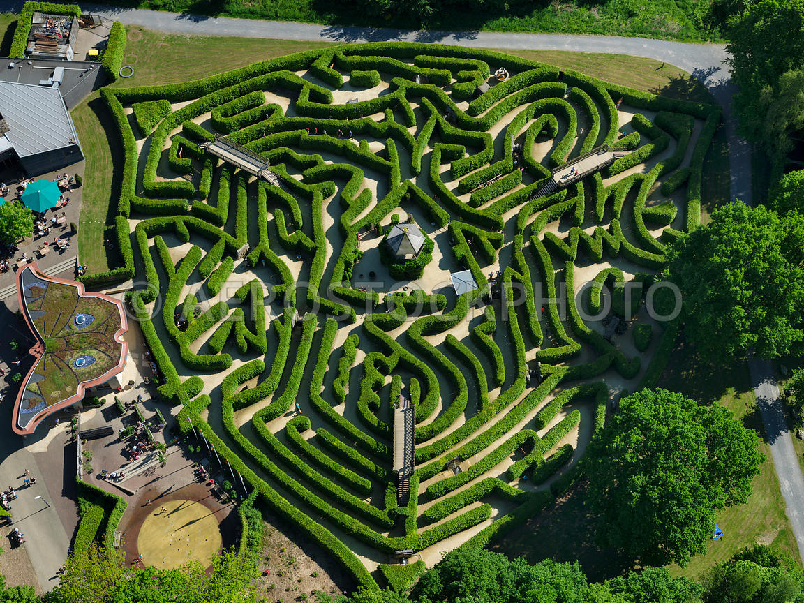 Dense, green canopy of the Amazon rainforest at dawn